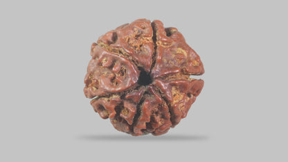 6 MUKHI RUDRAKSHA (17.77 mm) / 12.71 Ratti