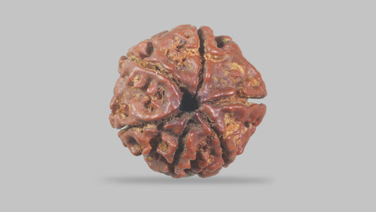 6 MUKHI RUDRAKSHA (17.77 mm) / 12.71 Ratti