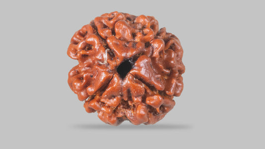 4 MUKHI RUDRAKSHA (18.92 mm) / 14.86 Ratti