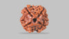 4 MUKHI RUDRAKSHA (17.15 mm) / 11.44 Ratti