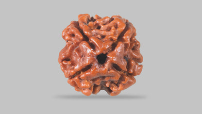 4 MUKHI RUDRAKSHA (17.15 mm) / 11.44 Ratti