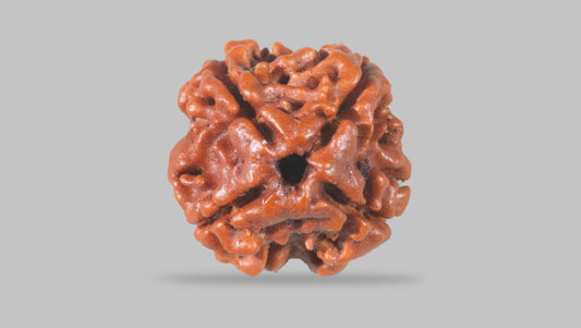 4 MUKHI RUDRAKSHA (17.15 mm) / 11.44 Ratti