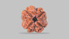 4 MUKHI RUDRAKSHA (18.02 mm) / 13.97 Ratti