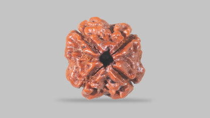 4 MUKHI RUDRAKSHA (18.02 mm) / 13.97 Ratti
