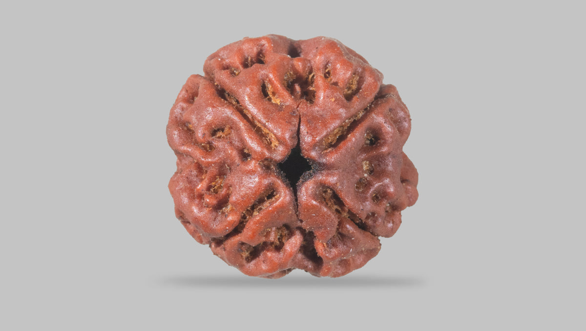 4 MUKHI RUDRAKSHA (18.25 mm) / 16.02 Ratti
