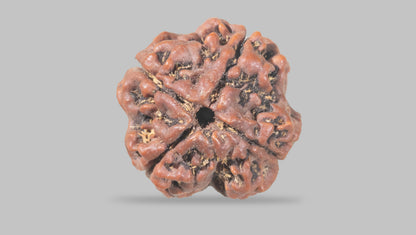 4 MUKHI RUDRAKSHA (20.47 mm) / 18.76 Ratti