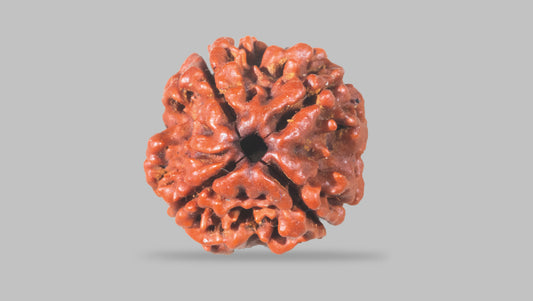 4 MUKHI RUDRAKSHA (19.01 mm) / 15.95 Ratti