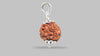 4 MUKHI RUDRAKSHA (17.30 mm) / 12.32 Ratti