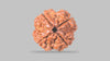 4 MUKHI RUDRAKSHA (20.30 mm) / 19.14 Ratti