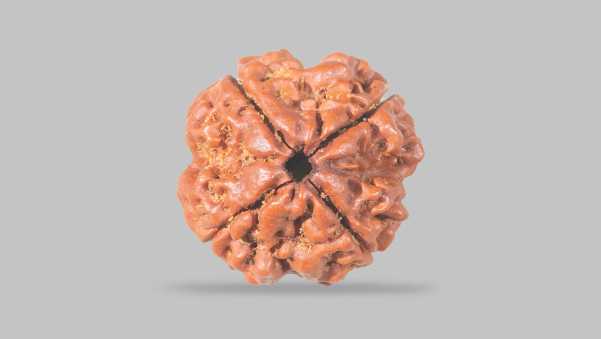 4 MUKHI RUDRAKSHA (20.30 mm) / 19.14 Ratti