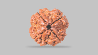 4 MUKHI RUDRAKSHA (20.30 mm) / 19.14 Ratti