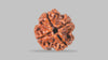 4 MUKHI RUDRAKSHA (19.30 mm) / 15.46 Ratti