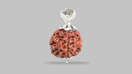 4 MUKHI RUDRAKSHA (18.85 mm) / 15.36 Ratti