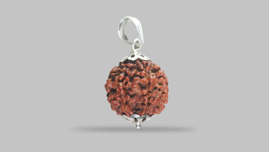 6 MUKHI RUDRAKSHA (20.75 mm)