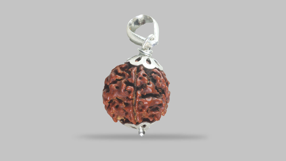 6 MUKHI RUDRAKSHA (18.00 mm)