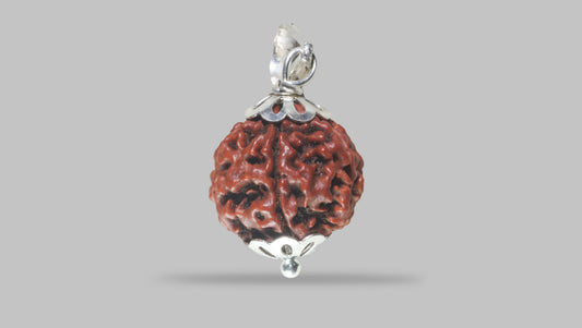 6 MUKHI RUDRAKSHA (18.51 mm)