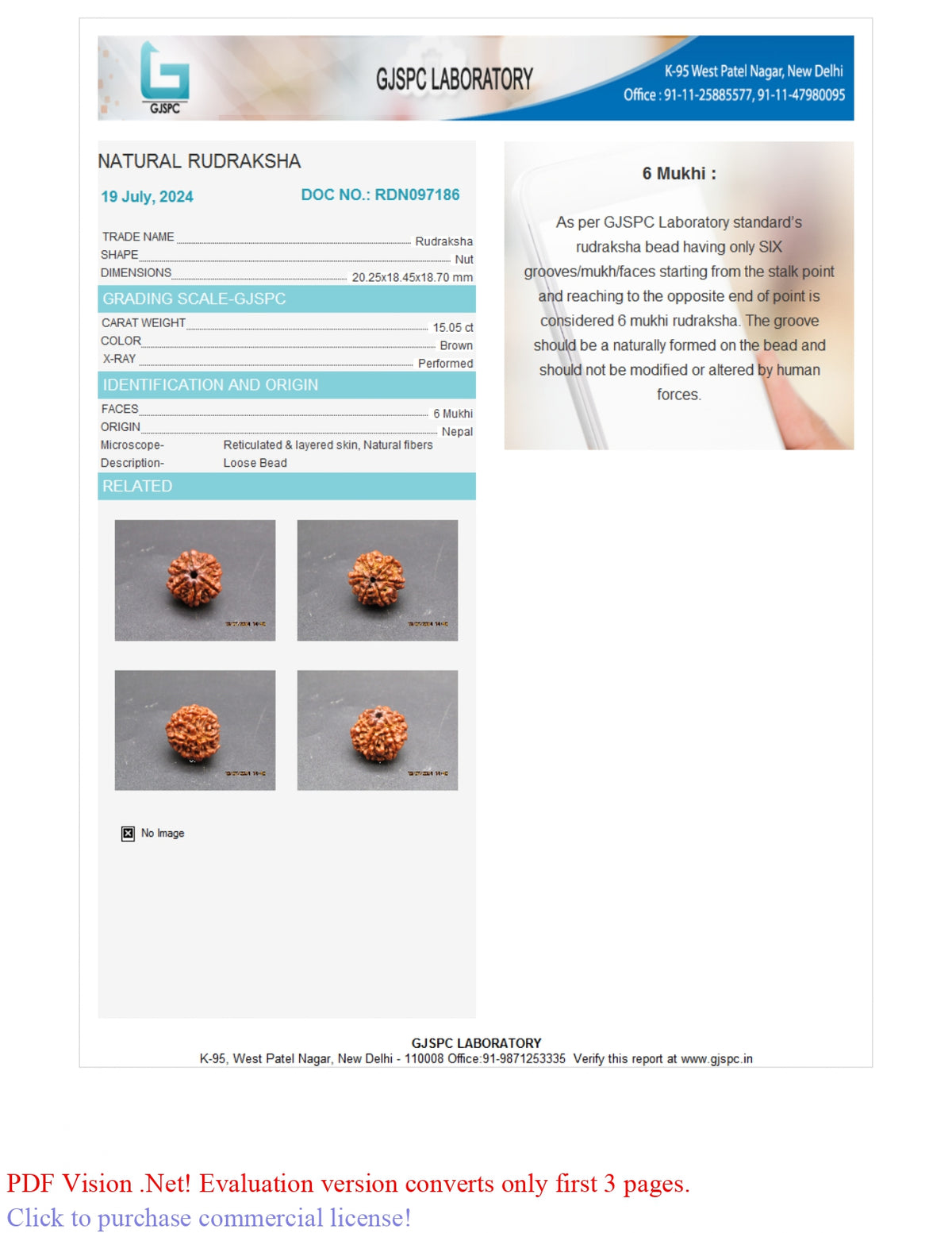 6 MUKHI RUDRAKSHA (20.25 mm)
