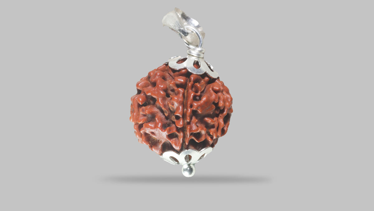 6 MUKHI RUDRAKSHA (19.89 mm)