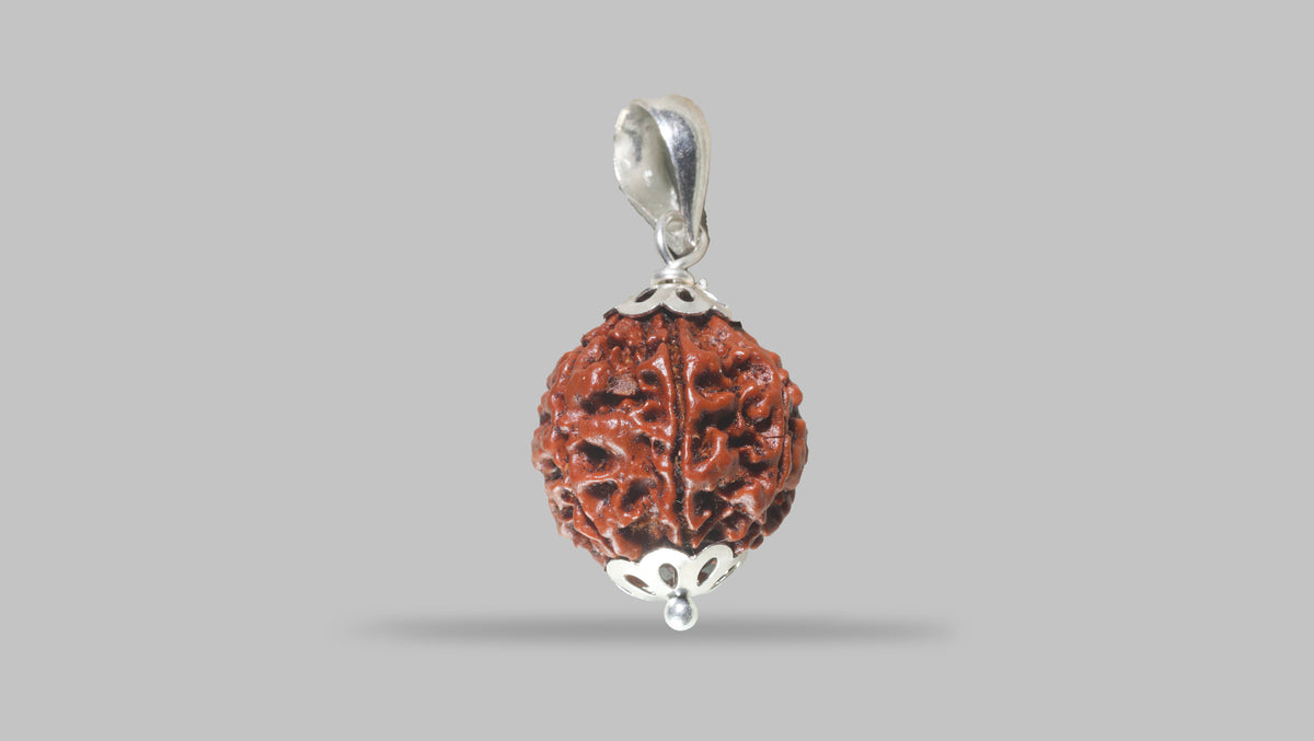 6 MUKHI RUDRAKSHA (20.30 mm)