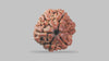 6 MUKHI RUDRAKSHA (19.75 mm)
