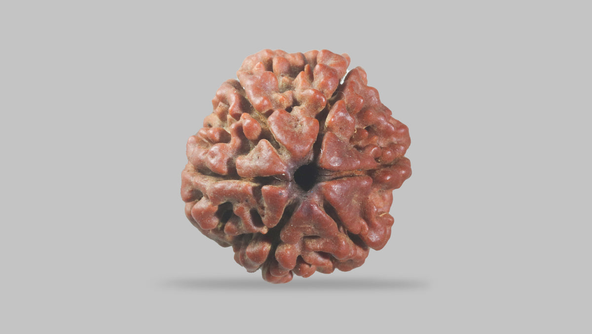 6 MUKHI RUDRAKSHA (19.75 mm)