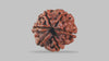 6 MUKHI RUDRAKSHA (19.70 mm)