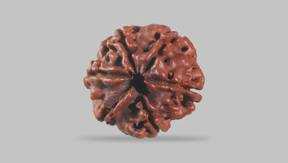6 MUKHI RUDRAKSHA (19.70 mm)