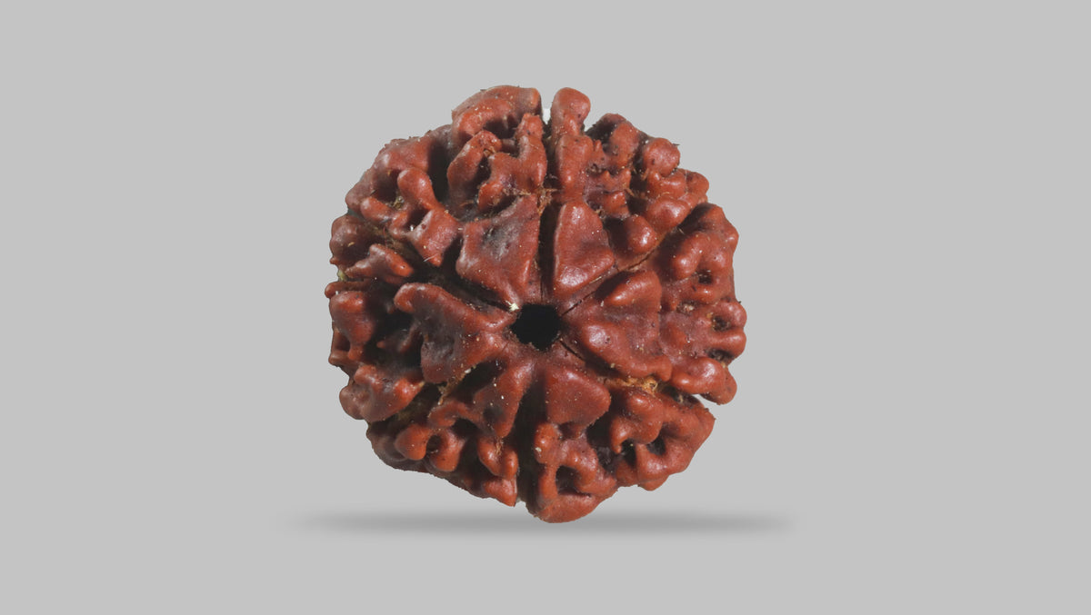 6 MUKHI RUDRAKSHA (18.55 mm)