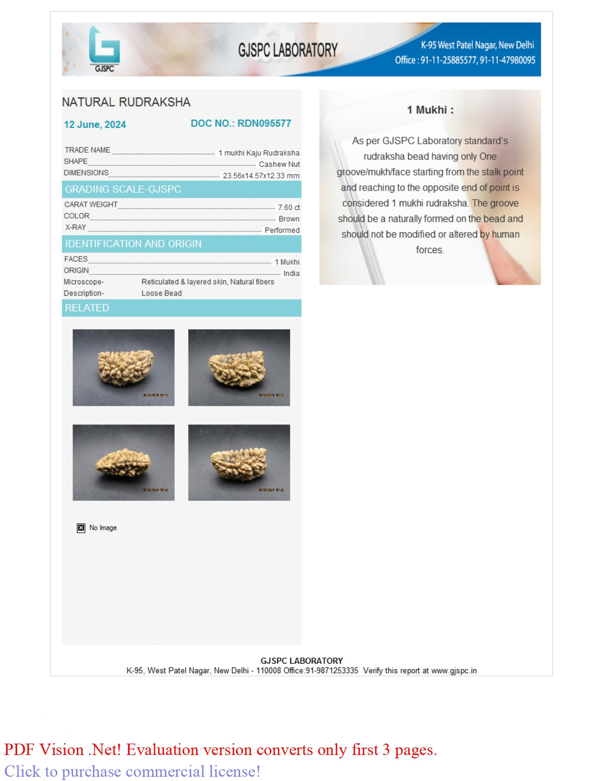 1 MUKHI RUDRAKSHA (23.56 mm)