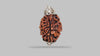3 MUKHI RUDRAKSHA (21.06 mm)