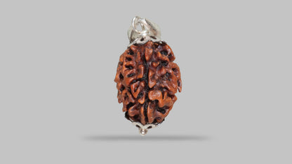 3 MUKHI RUDRAKSHA (21.06 mm)