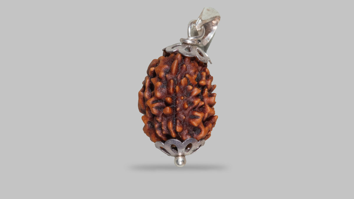 3 MUKHI RUDRAKSHA (20.81 mm)