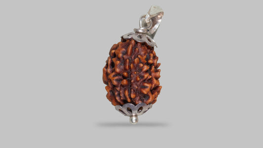 3 MUKHI RUDRAKSHA (20.81 mm)