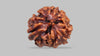 3 MUKHI RUDRAKSHA (21.35 mm)