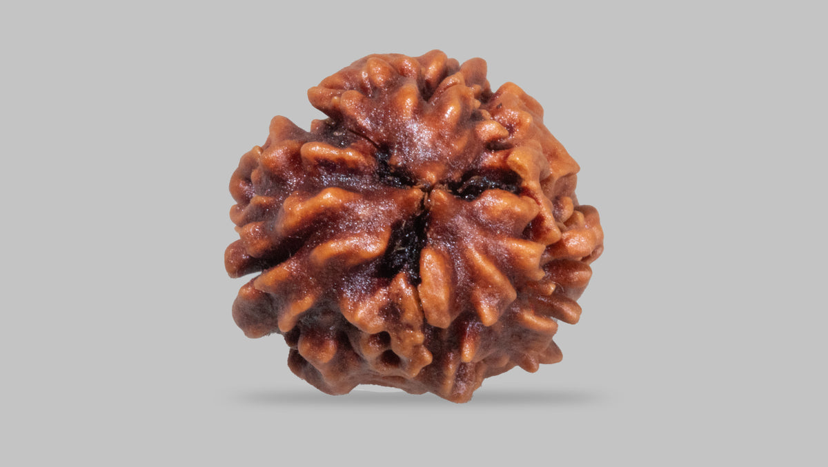 3 MUKHI RUDRAKSHA (21.35 mm)