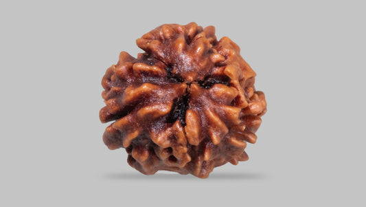 3 MUKHI RUDRAKSHA (21.35 mm)