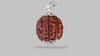4 MUKHI RUDRAKSHA (19.85 mm)
