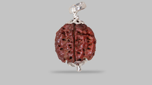 4 MUKHI RUDRAKSHA (19.85 mm)