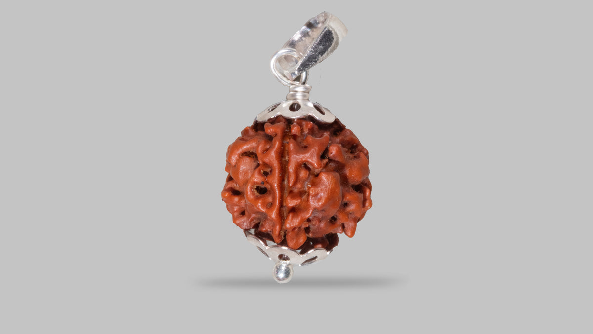 4 MUKHI RUDRAKSHA (17.52 mm)