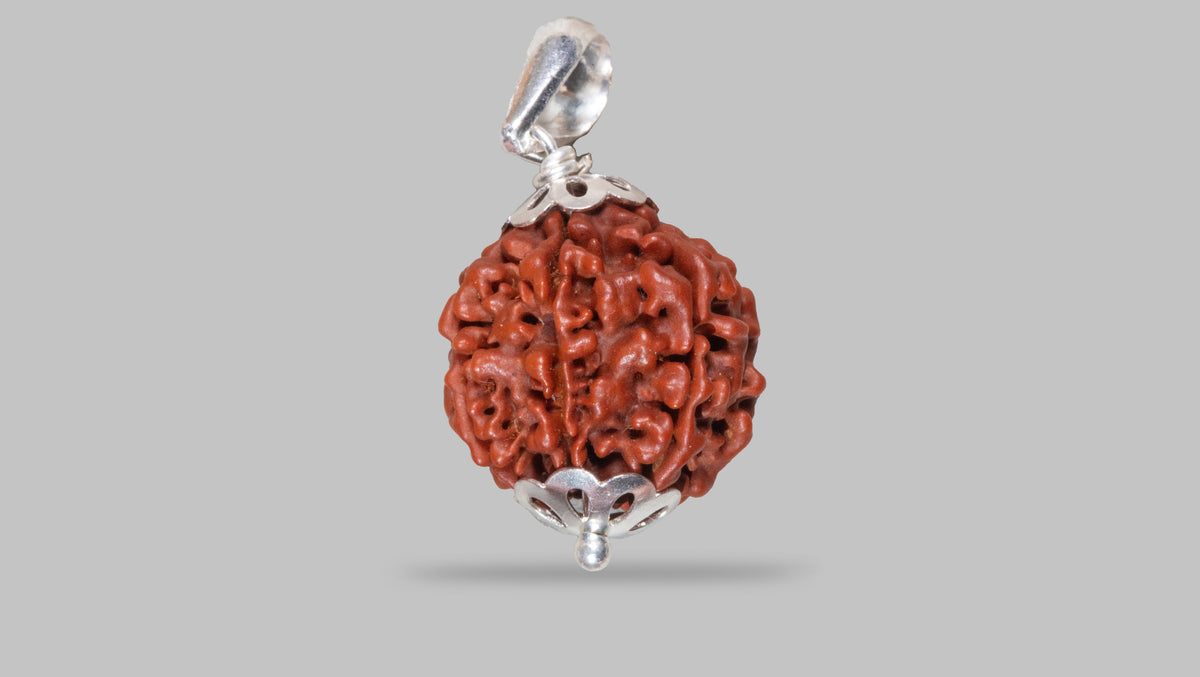 6 MUKHI RUDRAKSHA (20.70 mm)