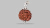 6 MUKHI RUDRAKSHA (19.15 mm)