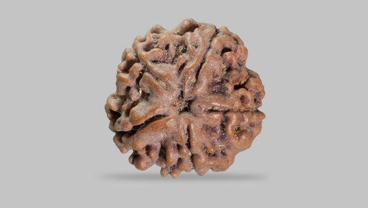 5 MUKHI RUDRAKSHA (22.71 mm)