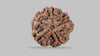 5 MUKHI RUDRAKSHA (22.25 mm)