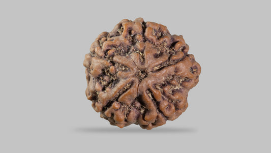 5 MUKHI RUDRAKSHA (22.25 mm)