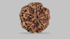 5 MUKHI RUDRAKSHA (22.80 mm)