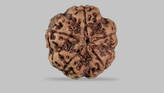 5 MUKHI RUDRAKSHA (22.80 mm)