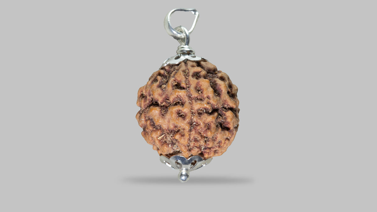 5 MUKHI RUDRAKSHA (21.88 mm)