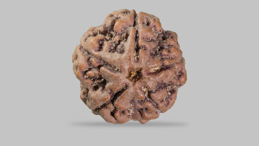 5 MUKHI RUDRAKSHA (21.95 mm)