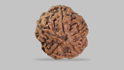 5 MUKHI RUDRAKSHA (22.61 mm)
