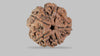 5 MUKHI RUDRAKSHA (22.70 mm)